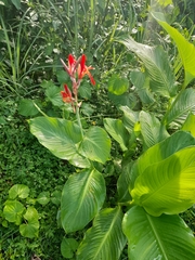 Canna indica