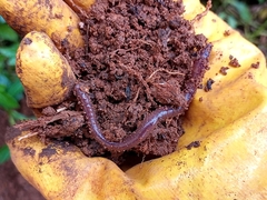 Oligochaeta