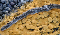 Masticophis taeniatus girardi