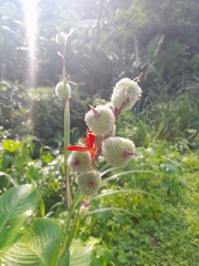 Canna indica