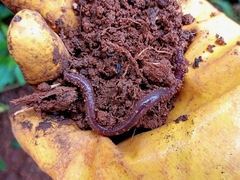 Oligochaeta
