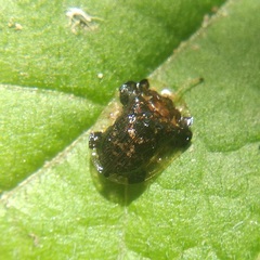Helocassis maculicollis