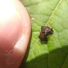 Helocassis maculicollis