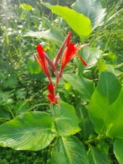 Canna indica