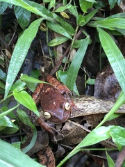 Bokermannohyla hylax