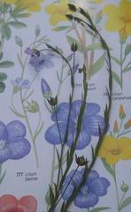 Linum bienne