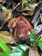 Bokermannohyla hylax