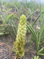 Satyrium bicallosum