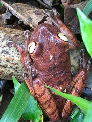 Bokermannohyla hylax