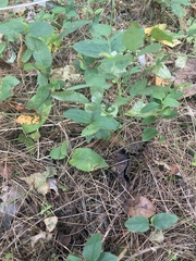 Ceanothus americanus