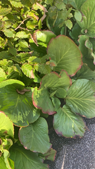 Bergenia crassifolia