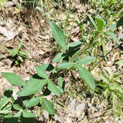 Cosmos scabiosoides