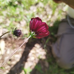 Cosmos scabiosoides