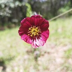 Cosmos scabiosoides