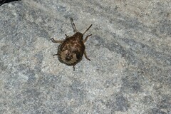 Peribalus strictus vernalis