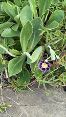 Torenia fournieri