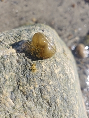 Ectocarpales