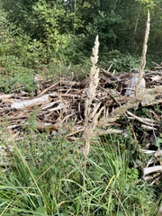 Calamagrostis epigejos