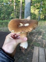Boletus edulis