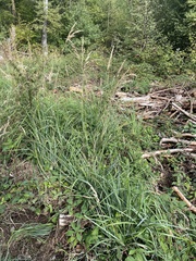 Calamagrostis epigejos