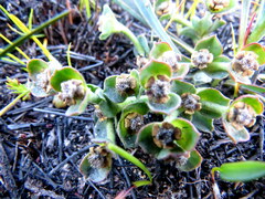 Euphorbia silenifolia