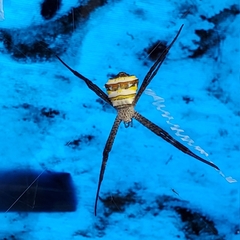 Argiope versicolor