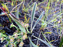 Euphorbia silenifolia
