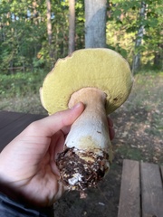 Boletus edulis
