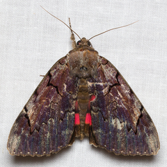 Catocala carissima