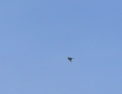 Accipiter nisus