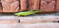 Tettigoniidae