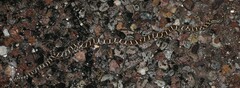 Arizona elegans elegans