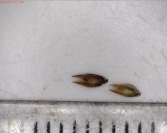 Sporobolus neglectus