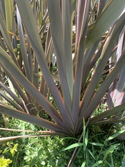 Phormium