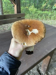 Boletus edulis