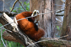 Ailurus fulgens