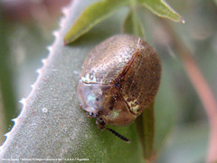 Chelymorpha indigesta