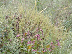 Persicaria extremiorientalis