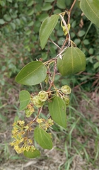 Paliurus spina-christi