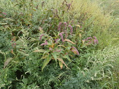Persicaria extremiorientalis