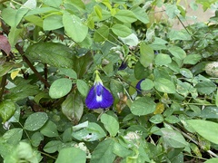 Clitoria ternatea