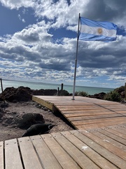 Spheniscus magellanicus