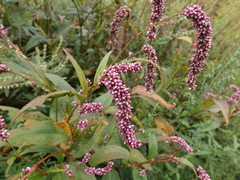 Persicaria extremiorientalis