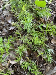 Asparagus aethiopicus