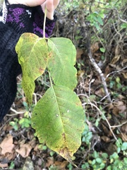 Acer negundo