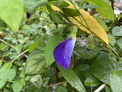Clitoria ternatea