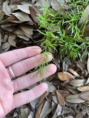 Asparagus aethiopicus