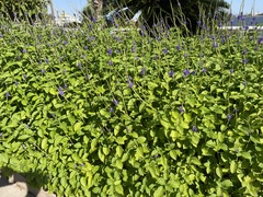 Stachytarpheta