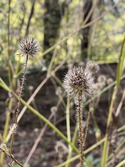 Dipsacus pilosus