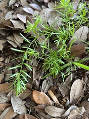 Asparagus aethiopicus